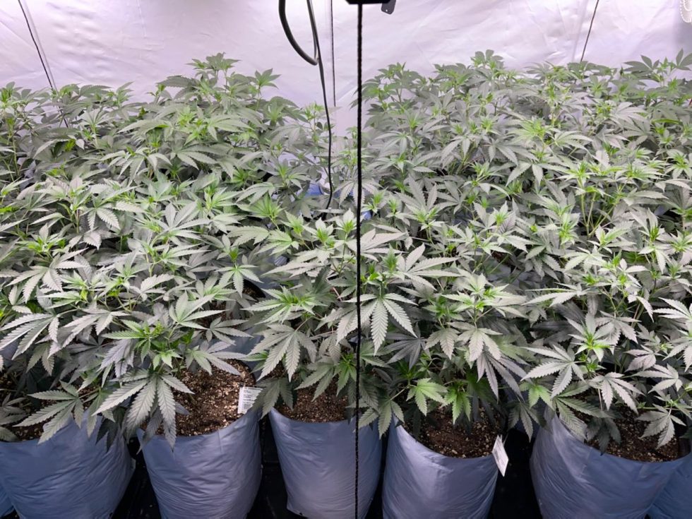 Medusa Farms Get Stoned Get Stoned